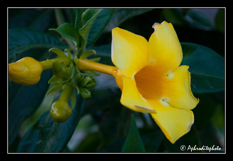 034 Fleurs